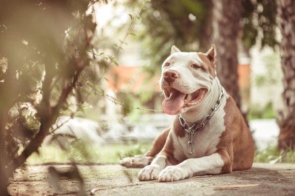 Pitbull 2 Years in Ville Nouvelle ·