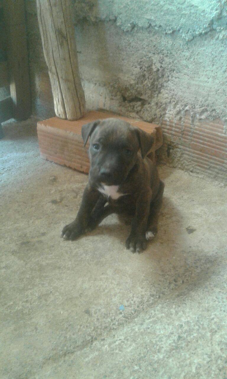Pitbull 1 mois à Casablanca