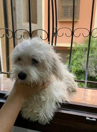 Caniche 6 mois silver à Marrakech