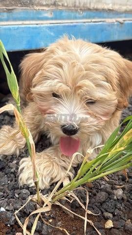 Chien beige caniche à Maariv